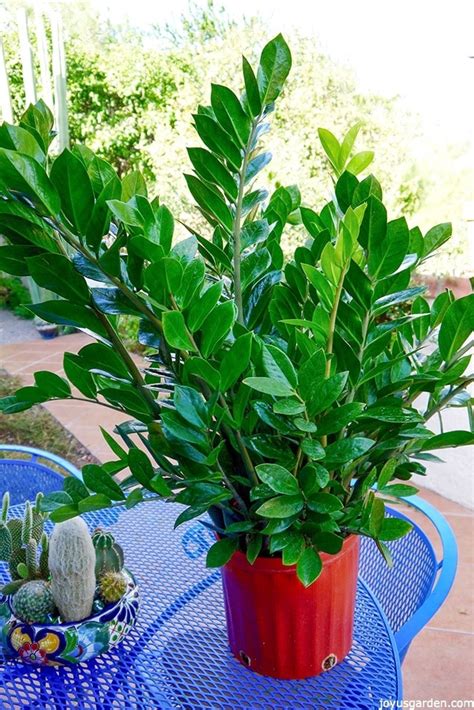 Houseplant Alert! 3 Reasons You Need The Awesome ZZ Plant