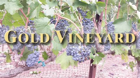 Gold Vineyard – Trium Wines