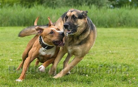 World's Most Dangerous Dogs: German Shepherd VS Pitbull?