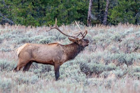 Bull Elk Bugling At Sunrise Stock Photo - Image of mammal, wildlife: 87294942