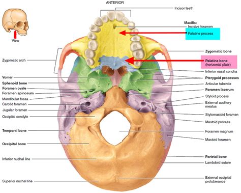 Cleft Palate & Cleft Lip - Causes, Symptoms, Repair, Surgery