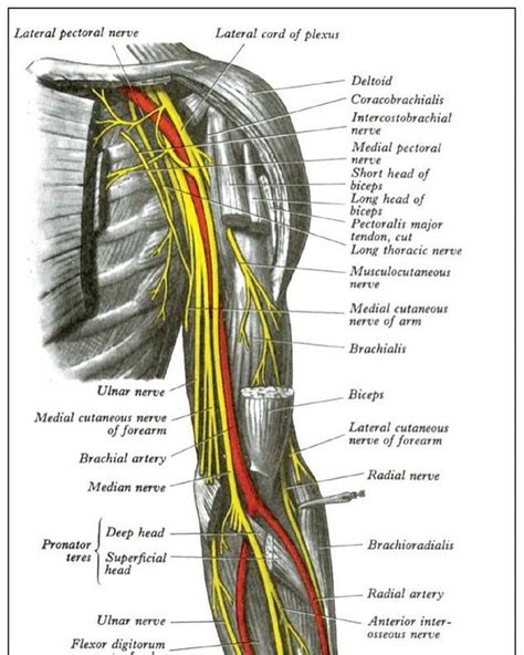 Radial Nerve Dysfunction: Radial nerve dysfunction is a problem with the radial nerve. Damage to ...