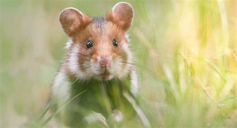 Wild Hamsters - Your Domesticated Pet's Furry Ancestors