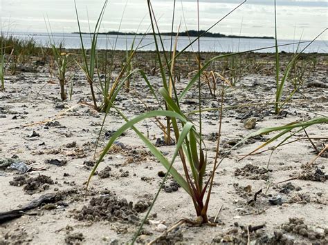 Cedar Key Living Shoreline - Friends of the Lower Suwannee & Cedar Keys ...