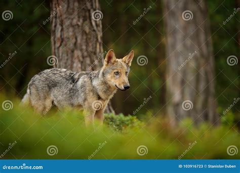 Wolf standing in forest stock image. Image of carnivora - 103916723