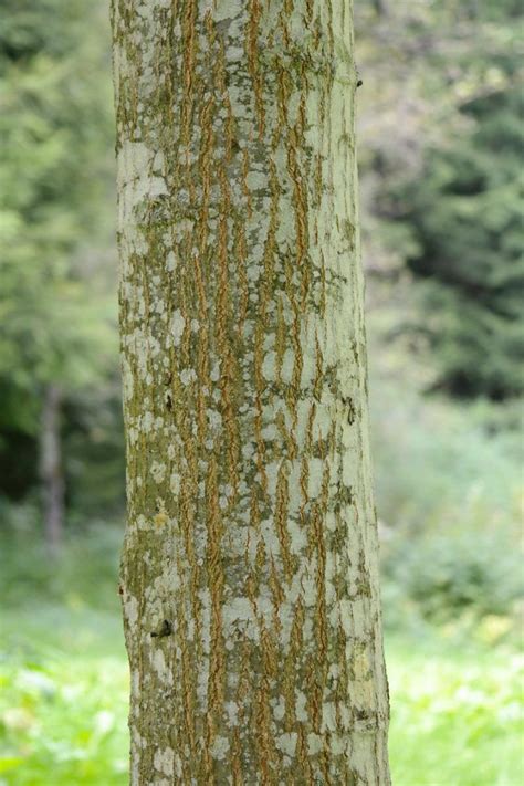 Guide to Tree Identification by Bark - The Basic Woodworking | Tree bark identification, Tree ...