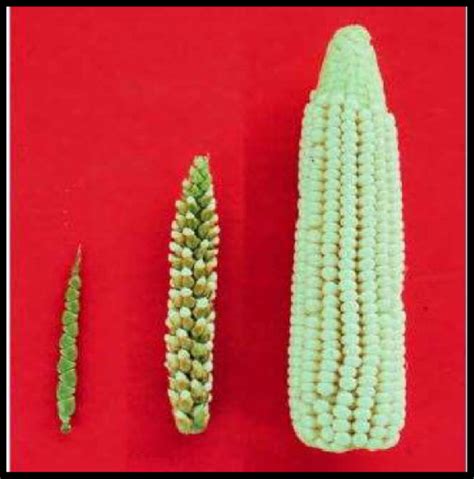 A-Teosinte ear (Left), B-Ear from the F1 hybrid of a cross between... | Download Scientific Diagram