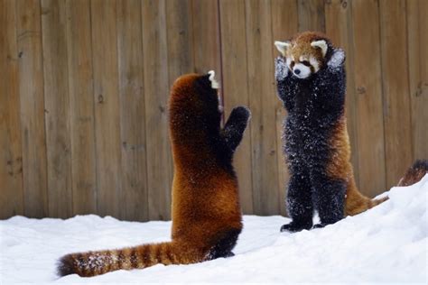 animals, Mammals, Red panda HD Wallpapers / Desktop and Mobile Images & Photos