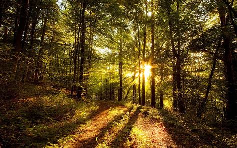 Sunrise Through the Trees, forest, trees, leaves, green, dirt, path ...