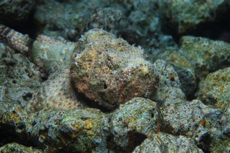 Stonefish Facts - American Oceans