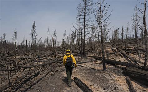 Forest Ecologists Puzzle Out the Lessons of the Bootleg Fire | Sierra Club