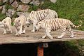 Category:White tiger cubs - Wikimedia Commons