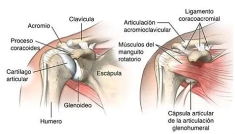 Lesión del manguito rotador - Ocronos - Editorial Científico-Técnica