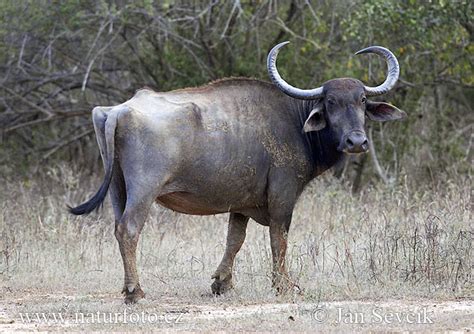 Bubalus arnee Pictures, Water Buffalo Images, Nature Wildlife Photos | NaturePhoto