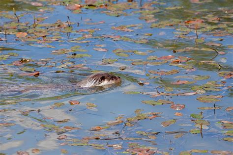 Eurasian Otter in natural habitat 6909444 Stock Photo at Vecteezy