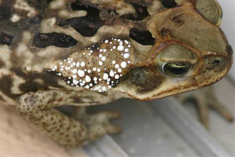 Our Herp Class: Examining the common misconception that toads can give you warts.