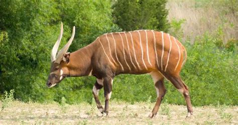 Bongo Antelope Behavior - AnimalBehaviorCorner