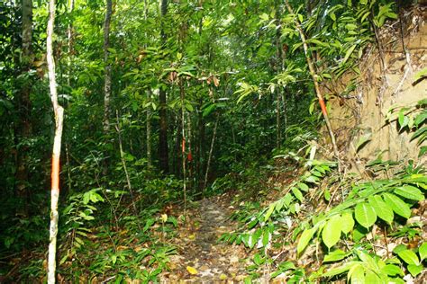 Kembara Insan / Engineer's Blog: Keindahan Hutan Tropika Malaysia di Borneo Tropical Rainforest