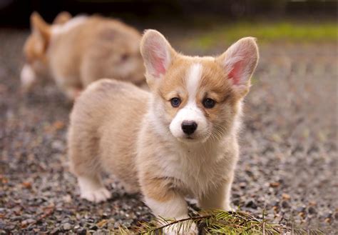 Pembroke Welsh Corgi Puppies For Sale