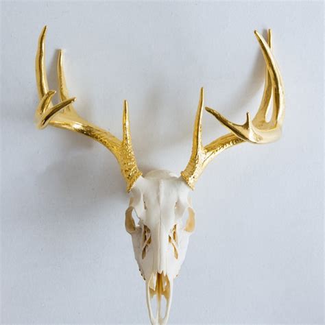 Real Deer Skull - Etsy