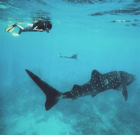 Diving with whale sharks in the Maldives | Whale shark, Maldives, Whale