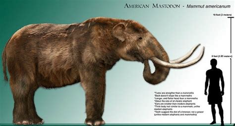 The Fall of the Carnivorous Mastodon | WIRED