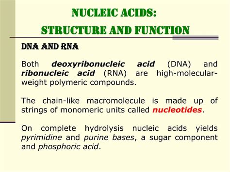 PPT - NUCLEIC ACIDS: STRUCTURE and FUNCTION PowerPoint Presentation ...