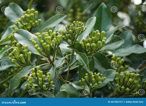 Clove Flower on the Tree. Also Called Cengkih, Cengkeh, Syzygium ...