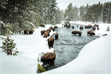 Bison Herd in River Photograph by Timothy Hacker