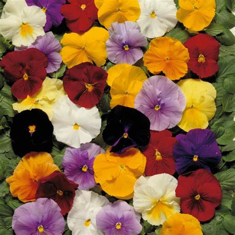 Growing Pansies From Seed - Clear Crystals Flower Seeds