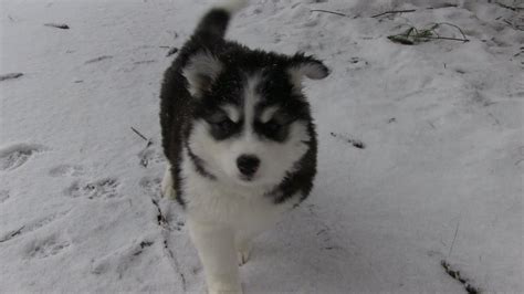 Siberian Husky Puppy Playing in Snow 1st Time - YouTube