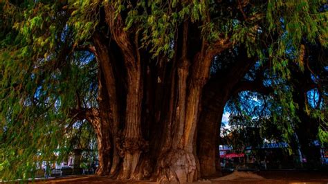 Escucha la hermosa leyenda oaxaqueña del Árbol del Tule (VIDEO) - Más de México