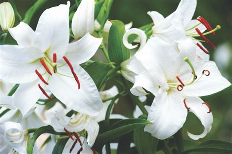 Casa Blanca Lilies (aka White Oriental Lily) - Flower Magazine