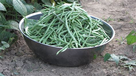 snap beans | Snap beans, Old farm houses, Plants