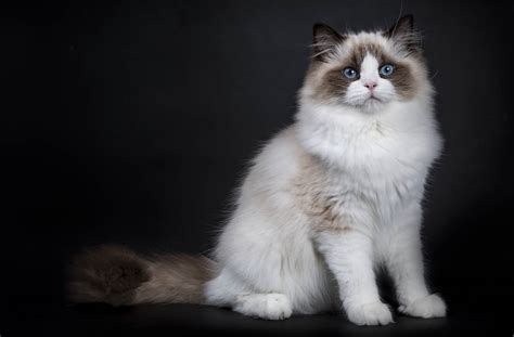 Ragdoll Cat Breed Profile | Cat-World