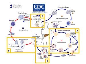 BugBitten Venus or Mars? Partitioned proteomes for male and female Plasmodium gametocytes