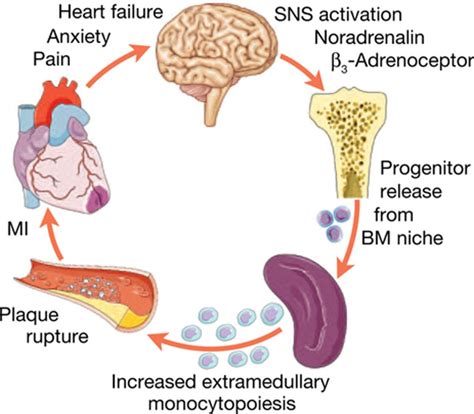 Sympathetic Nervous System | Circulation Research