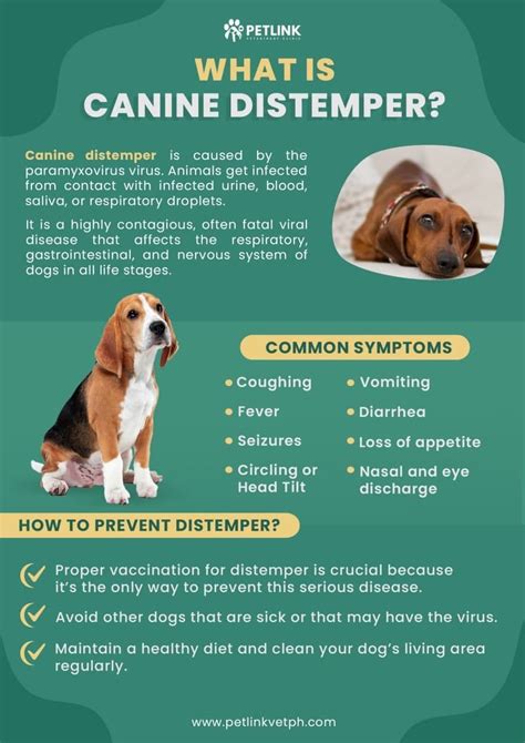 What Are The Symptoms Of Distemper In Dogs