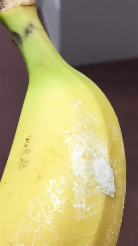 Help! My Tesco bananas have spider eggs on them - Cambridgeshire Live