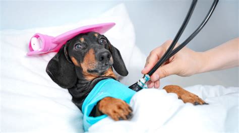 Dachshunds Health Problems - Top Health Issues To Watch Out For