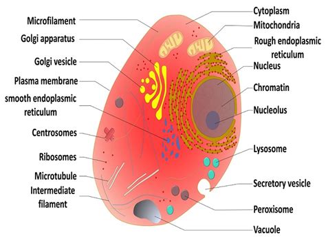 Protein Synthesis - The Definitive Guide | Biology Dictionary