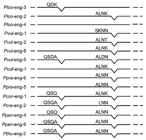 Schematic representation of intron-exon structure of Pl-eng-2 ...