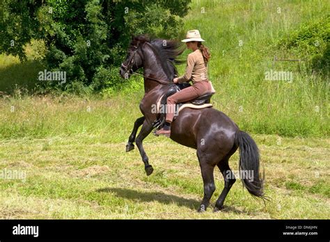 French woman riding her horse on a farm near Angouleme in southwestern ...