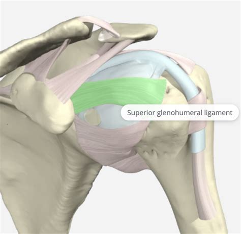 The function of the Glenohumeral Joint Ligaments | Hand Therapy Academy