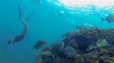 Snorkeling in Caño Island - Costa Rica Top Tours