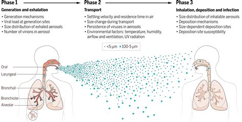 Airborne transmission of respiratory viruses | Science