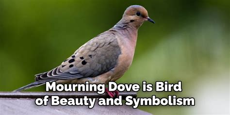 Mourning Dove Spiritual Meaning, Symbolism and Totem | Explained