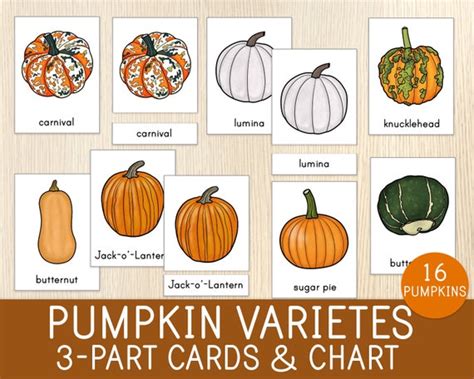 Pumpkin Varieties 3-part Cards 16 Montessori Nomenclature - Etsy