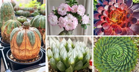 10 Exotic Succulents For A Tropical Paradise At Home