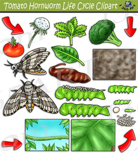 Tomato Hornworm Moth Life Cycle